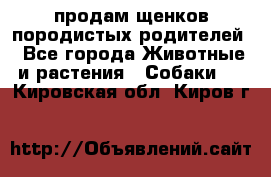 продам щенков породистых родителей - Все города Животные и растения » Собаки   . Кировская обл.,Киров г.